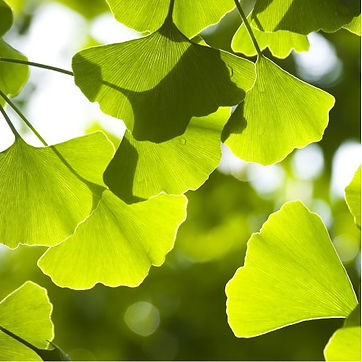 ginkgo-biloba-arbre-aux-quarante-ecus.jpeg