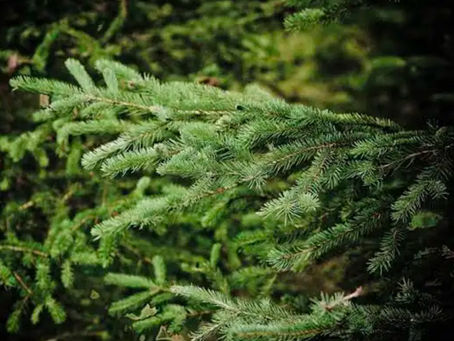 Spruce it up!
