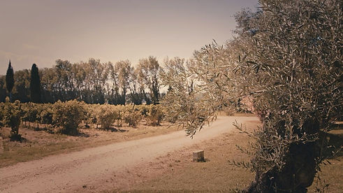 paysage_olivier.jpg