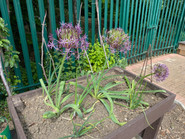 IMG_1153.jpeg