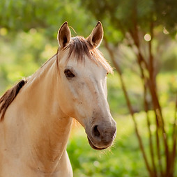 Cartagena Horse Treks Tierra Bomba Islan