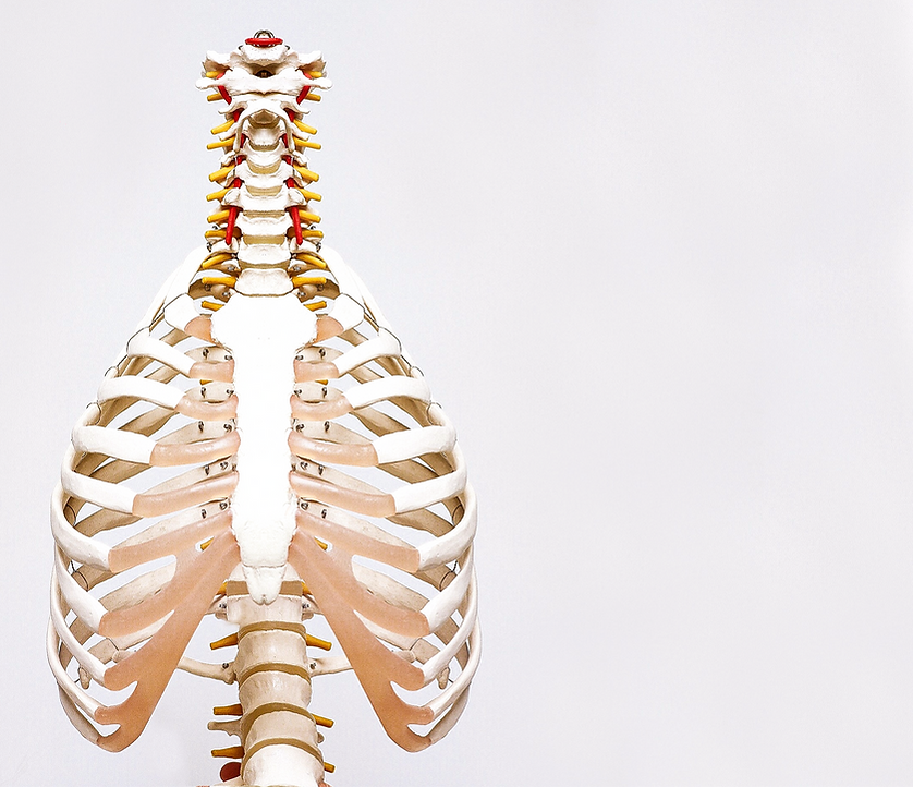 skeleton ribcage spine healthcare injury clinic