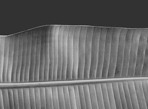 Black and White Leaf