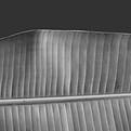 Black and White Leaf