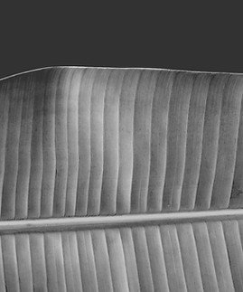 Black and White Leaf