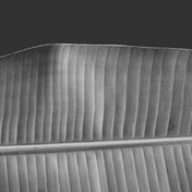 Black and White Leaf