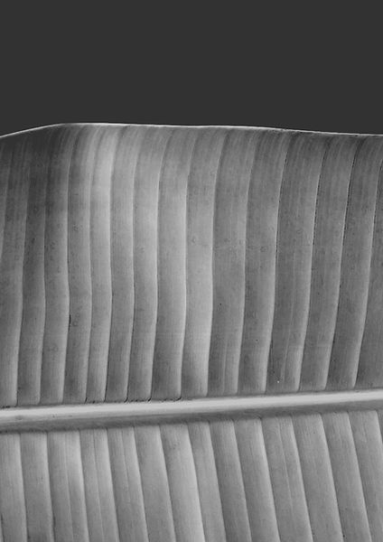 Noir et blanc Feuille