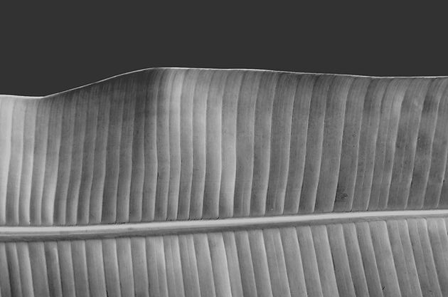 Black and White Leaf