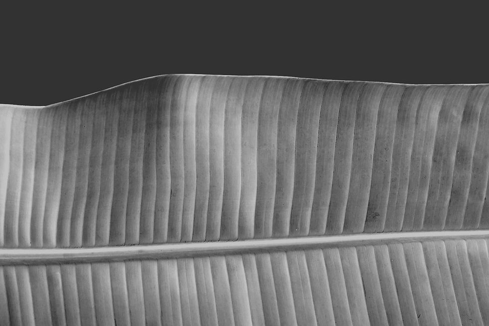 Black and White Leaf