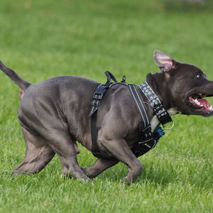 Dogs In Action