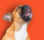 Signs of over-arousal in French Bulldogs