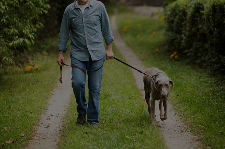 dog-walk-reactivity_edited_edited.jpg