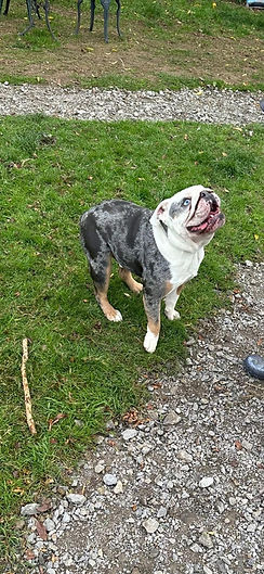 dog-training-and-reactivity-middlesbrough.jpeg