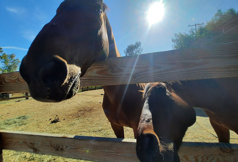 horse babies.jpg