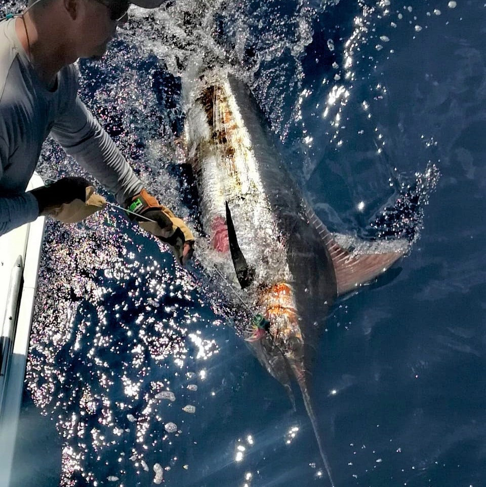 Experience Premier Fishing Charters in Costa Rica for World-Class Blue