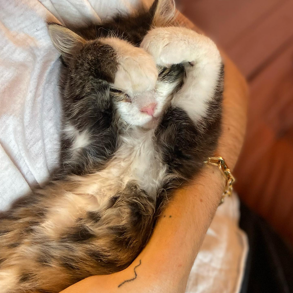 Chat