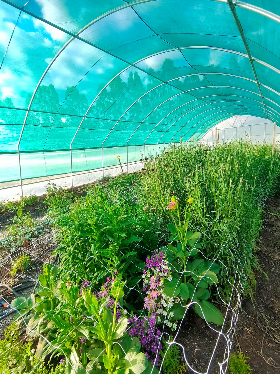 inside a shade house with plants growing