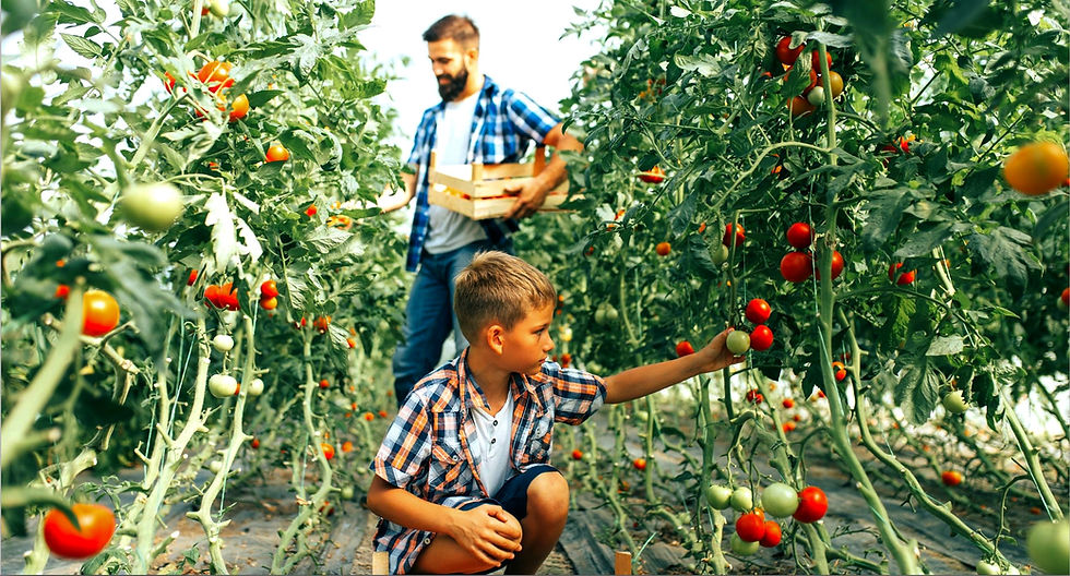 Greenhouse on sale in Victoria, Australia