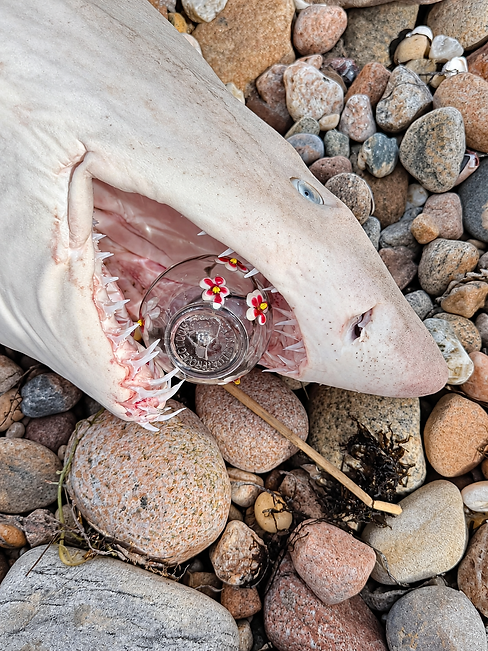 Shark snout and pebbles, softly lit.png