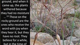 Shallow Soil, Shallow Faith #1