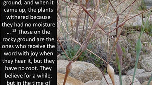 Shallow Soil, Shallow Faith #3: Trials