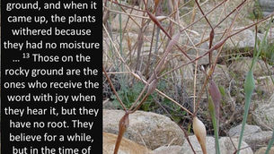 Shallow Soil, Shallow Faith #5: Remove the Rocks