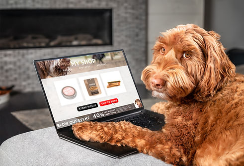 Labradoodle dog ordering online by internet for home delivery. Paws on laptop with a food 