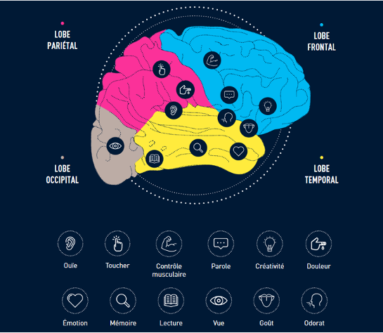 Les lobes et leurs fonctions