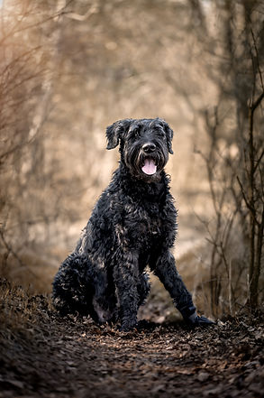 Schwarzer Hund sitzt im Wald – aufmerksamer Blick beim Hundeshooting im natürlichen Licht