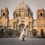 Kleiner Hund sitzt vor historischer Architektur – stimmungsvolles Hundeshooting in urbaner Kulisse