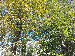 Autumn yellow leaves 20210929_153003[1].jpg