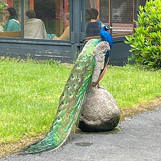 Peacock blue+indoor people.jpeg