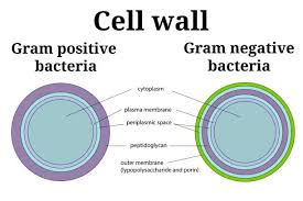 Diagram comparing cell walls of gram-positive and gram-negative bacteria, with labeled layers like peptidoglycan, cytoplasm, and outer membrane.