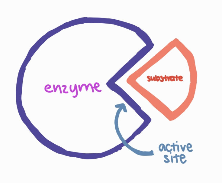Diagram of an enzyme and substrate with a Pac-Man-like shape, fitting in a lock-and-key fashion. Enzyme in purple, substrate in red, and arrow to active site in blue.