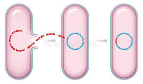 Three pink bacterial cells demonstrate DNA transfer via conjugation; a blue DNA ring shows movement from one cell to another; labeled "donor" and "recipient."