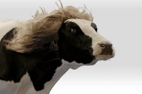 Blonde_Cow