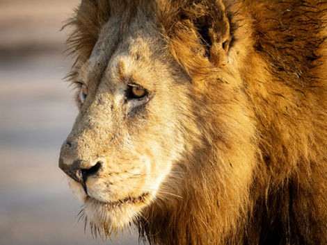 Kruger National Park Lion