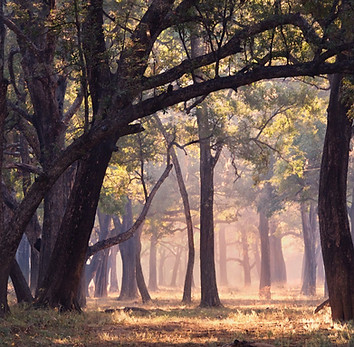SOUTH LUANGWA EBONY_edited_edited.jpg