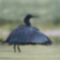 egret.jpg