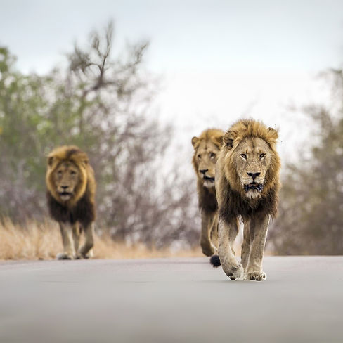 kruger lions.jpg