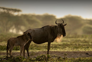 wildebeest calving_edited.jpg