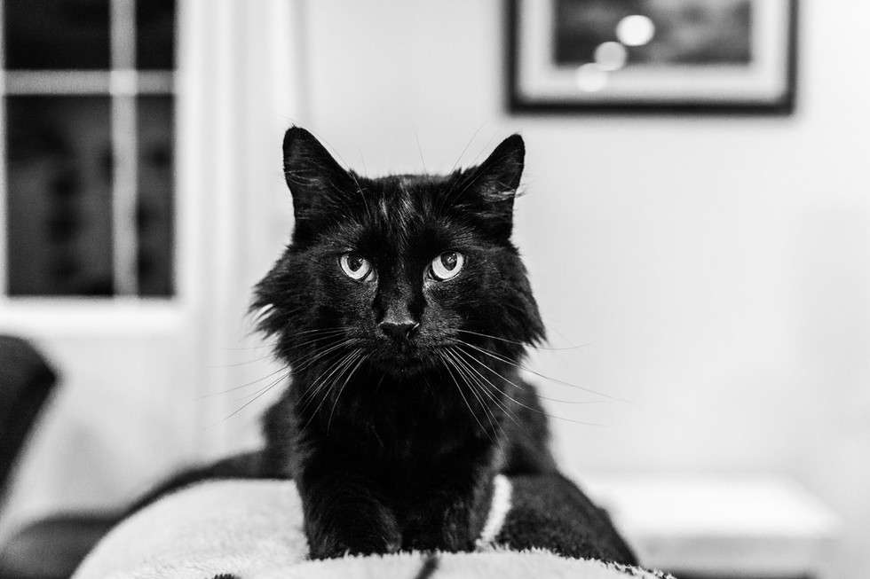 A cat looking at the camera