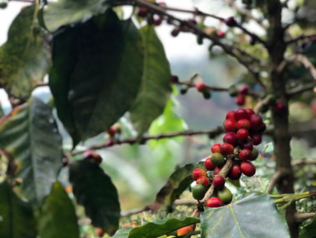 From Farm to Cup - Varietals