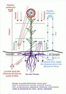 Schéma d'une plante suivant le cycle de la biodynamie