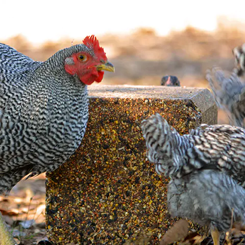 chicken mineral block