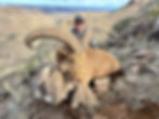 HUNTS ARE CONDUCTED ON PRIVATE land. The ranch is considered to be one of the top three places to hunt aoudad in west texas AND IS HOME TO 800-1200 SHEEP. on a typical day WE will pick you up before daylight(or at a time of your preference) and proceed to areas where our guides have been consistently seeing aoudad rams that meet or exceed the ranch requirements. at daylight we will begin glassing over such areas as cliff faces, rocky hillsides, and other terrain that typically holds sheep. It is our goal TO FIND THE BIGGEST mature ram POSSIBLE AND strive TO HARVEST MATURE rams IN THE 28" RANGE AND UP, WITH THE POSSIBILITY OF REACHING 34" OR MORE. Being physically fit to walk, climb moderate hillsides, kneel, and sit for moderate periods is highly recommended. if you have something preventing you from accomplishing one or more of these tasks, give us a call and we can discuss your options. additionally, our clients are always curious of what they can expect for shot ranges. it's difficult to predict an unknown situation, but we prefer to maintain 20-60 yard shots with a bow, up to 150 yards with a muzzleloader, and out to 500 with rifles. we can discuss longer shot situations if you're comfortable, but typically it's not necessary.