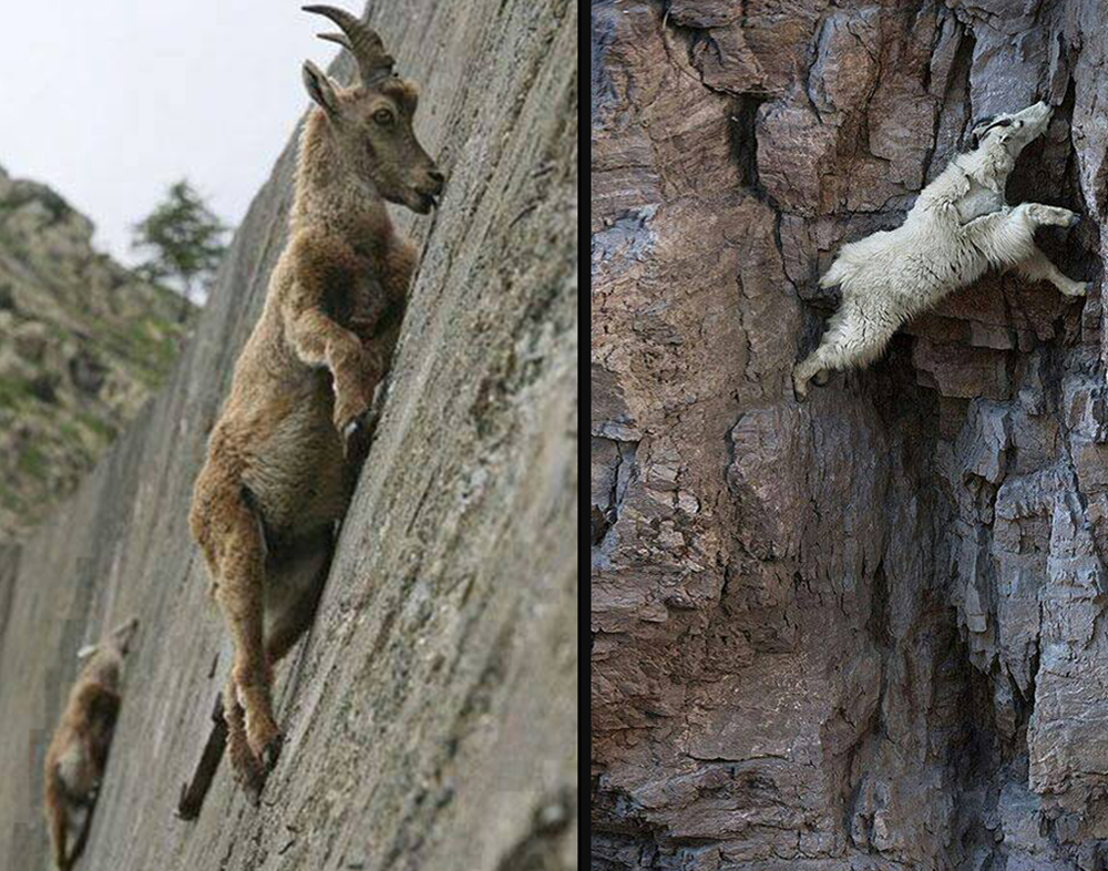 goats climbing stone walls