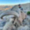 Aoudad