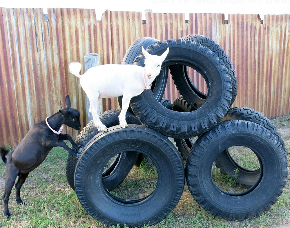 goats climbing on tire stack