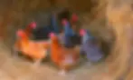 chickens foraging in hay